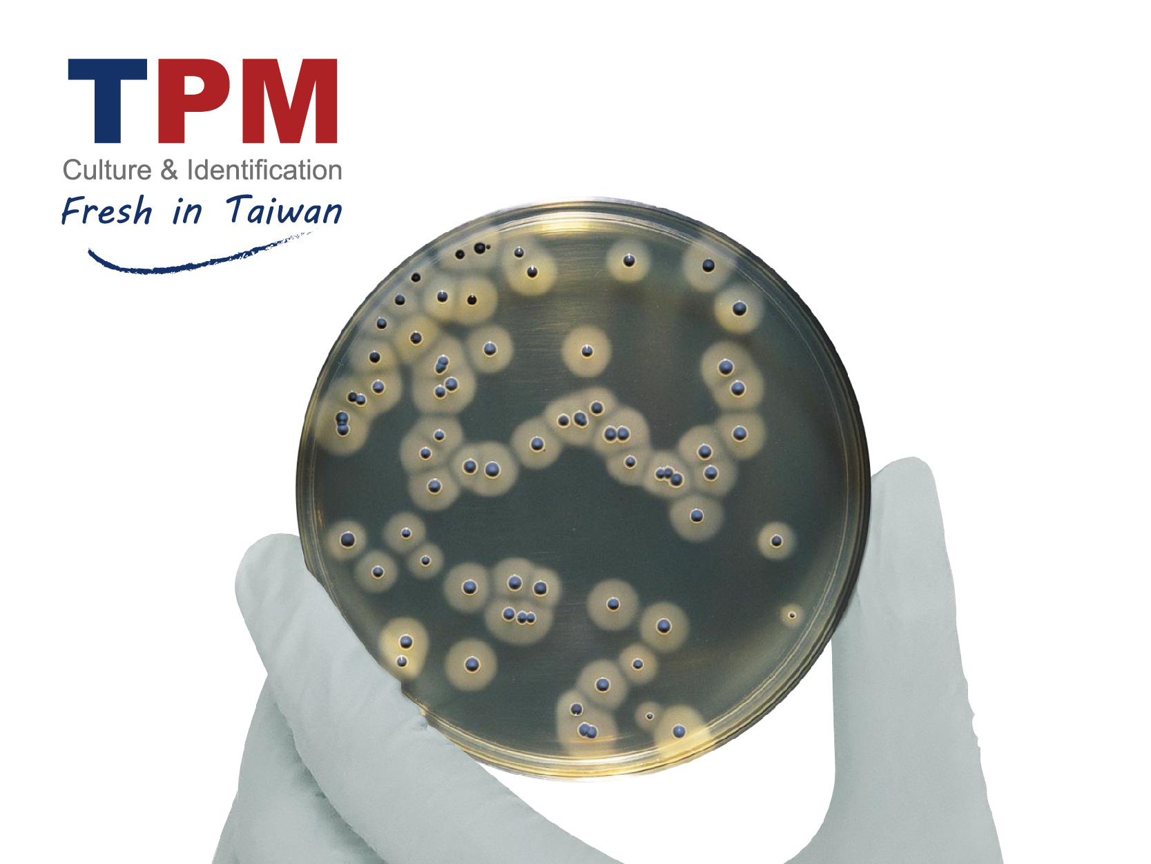 TPM 食安病原菌培養系列