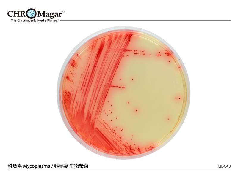 科瑪嘉 Mycoplasma ／ 科瑪嘉 牛黴漿菌