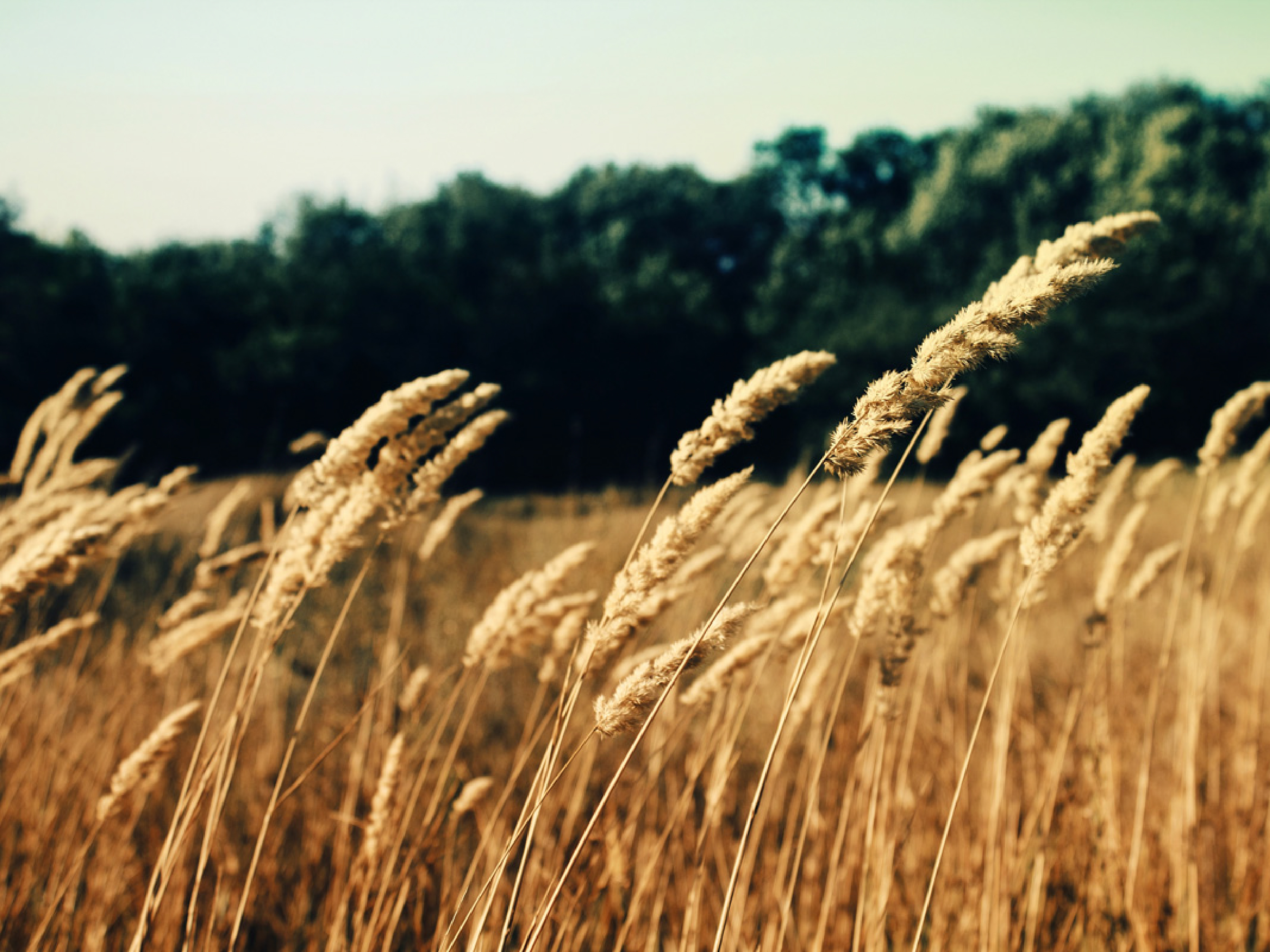 赭麴毒素檢測系列