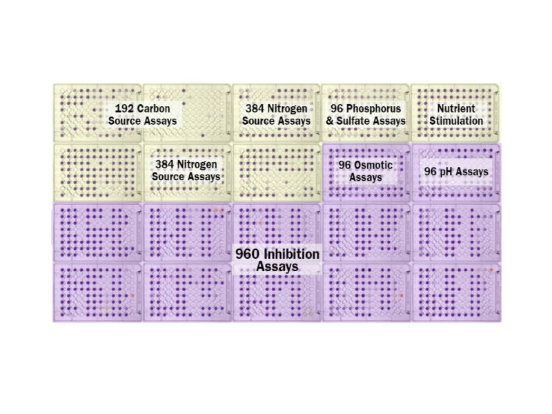 哺乳類細胞表型微